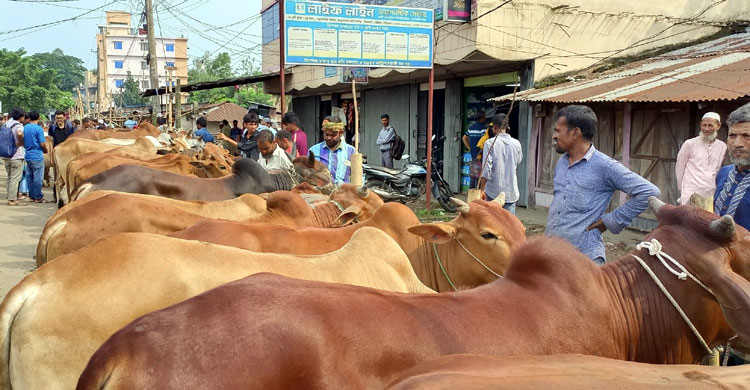 মিরসরাইয়ে দেশি গরুর আধিক্য বেশি, দাম চড়া
