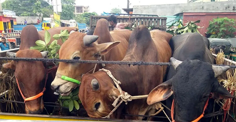পিকআপে হাটে নেওয়ার সময় ১২ গরু লুট