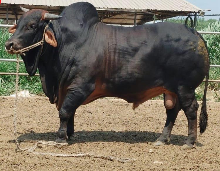 এক খামারে কোরবানির জন্য প্রস্তুত ৫৫০ গরু, দাম ১১ কোটি