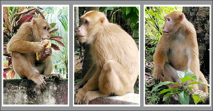 বন ছেড়ে লোকালয়ে লজ্জাবতী বানর