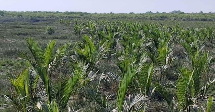 মিরসরাইয়ের বুকে যেন তৈরি হচ্ছে আরেক সুন্দরবন