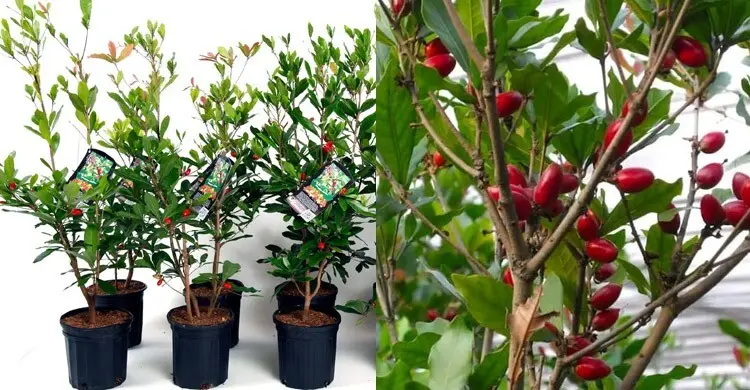 বিদেশি ফল মিরাকল বেরি যেভাবে চাষ করবেন