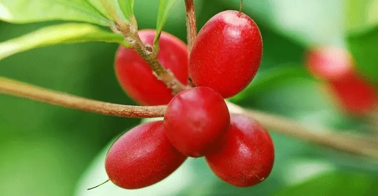 যে ফল খেলে টক খাবার মিষ্টি হয়ে যায়