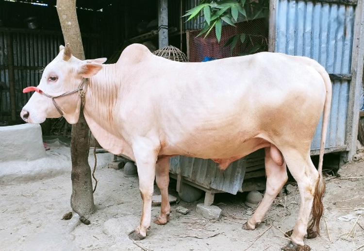 কোরবানির জন্য জেলা ভেদে গরুর জাতভিত্তিক খ্যাতি ও বৈচিত্র্য