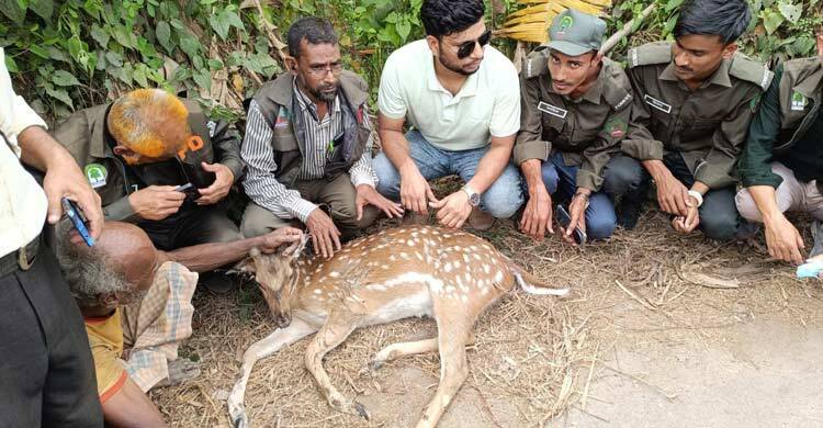 সীতাকুণ্ডে লোকালয়ে মায়া হরিণ, পরে উদ্ধার