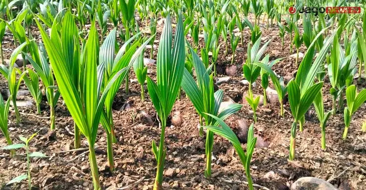 শখ থেকে ৫০ একরের বাগান, পাহাড়ে বিদেশি ফল চাষে সফলতা