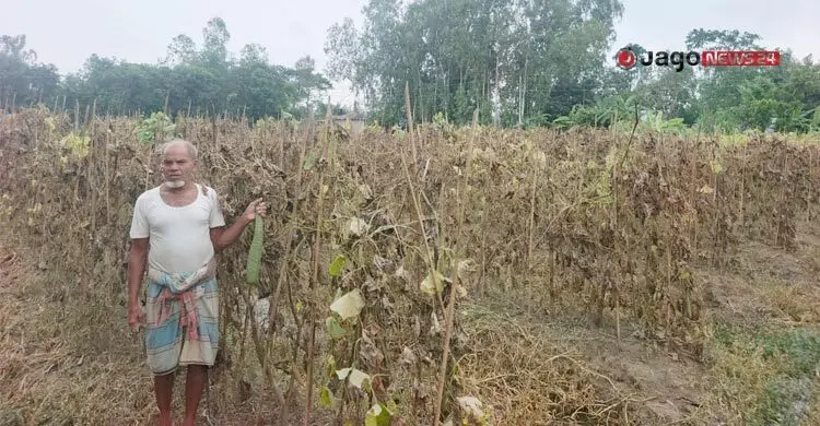 কৃষিতে বিপর্যয়, বেড়েছে সবজির দাম