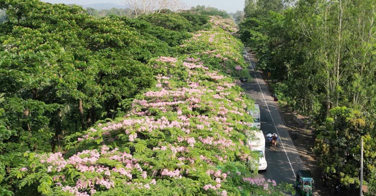 বাহারি ফুলে সেজেছে মহাসড়ক