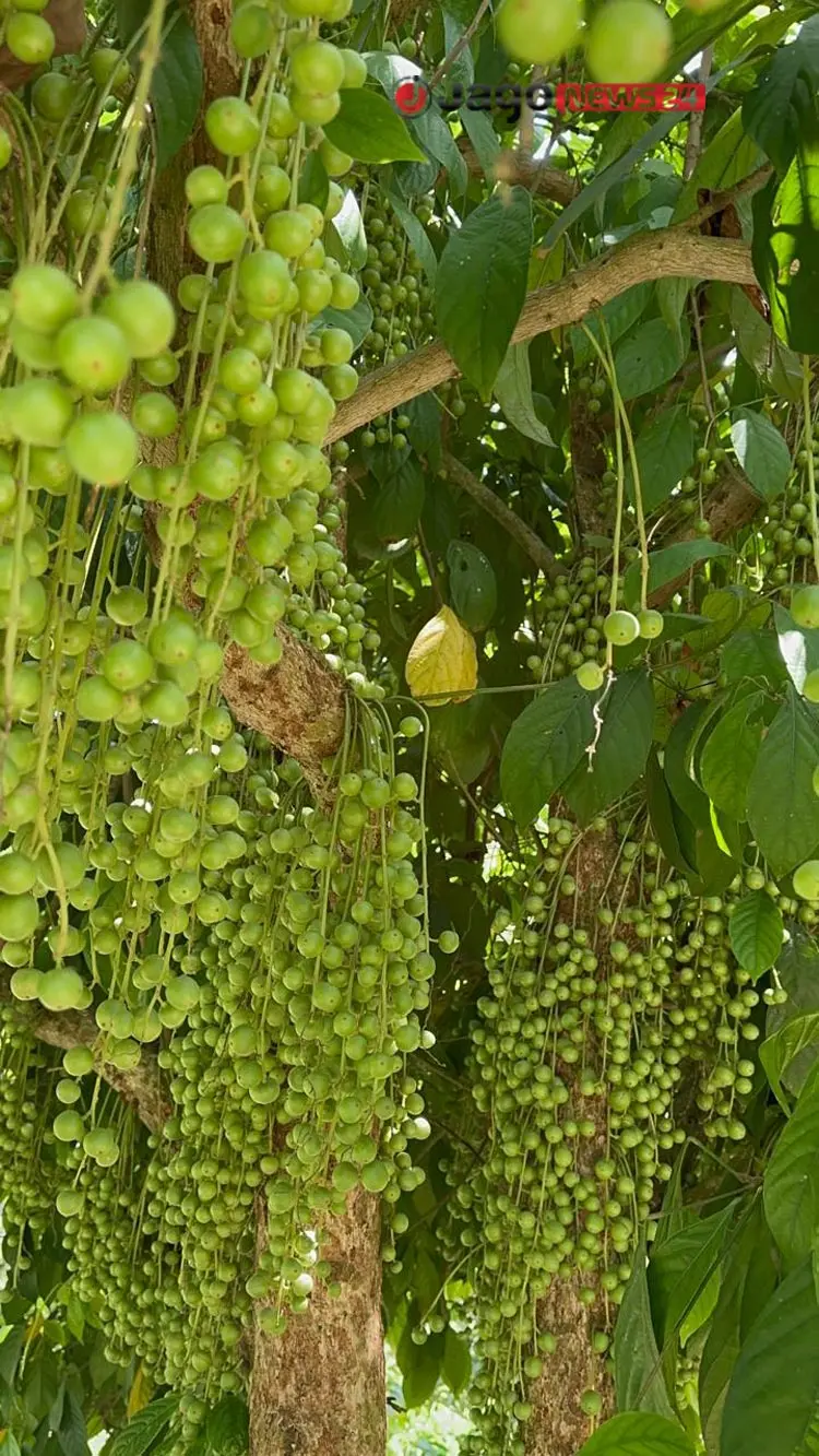 শখ থেকে ৫০ একরের বাগান, পাহাড়ে বিদেশি ফল চাষে সফলতা