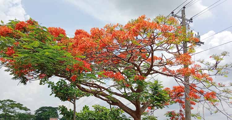 বাহারি ফুলে সেজেছে মহাসড়ক
