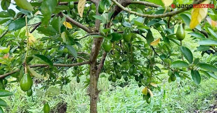 শখ থেকে ৫০ একরের বাগান, পাহাড়ে বিদেশি ফল চাষে সফলতা