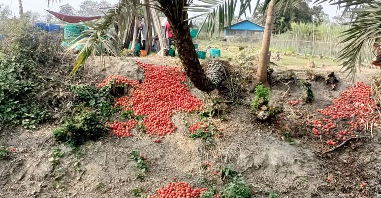 বাজারে দাম নেই, ক্ষেতেই নষ্ট হচ্ছে টমেটো