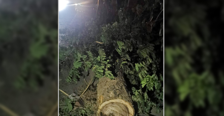 মিরসরাইয়ে মহাসড়কে গাছ ফেলে অবরোধ