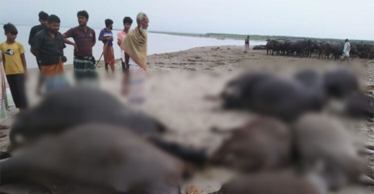 কুষ্টিয়ায় বজ্রপাতে প্রাণ গেলো ১১ মহিষের