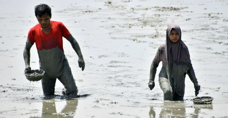 শামুক ধরার উৎসবে মুখর মালয়েশিয়ার পান্তাই ক্লেবাং সৈকত