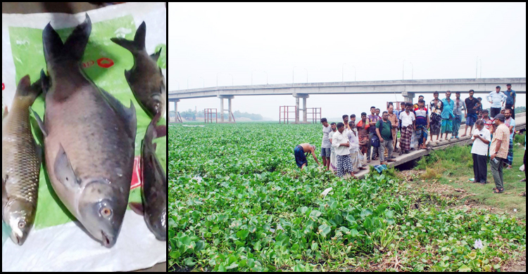 শীতলক্ষ্যায় ভেসে উঠছে শত শত মরা মাছ