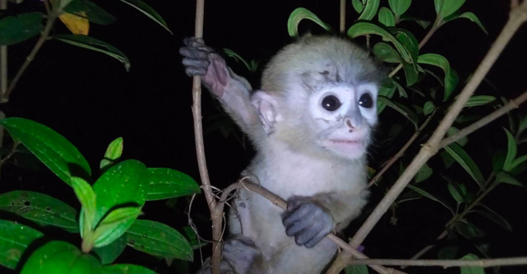 মা হনুমানের মৃত্যুতে কাঁদছিল শাবক