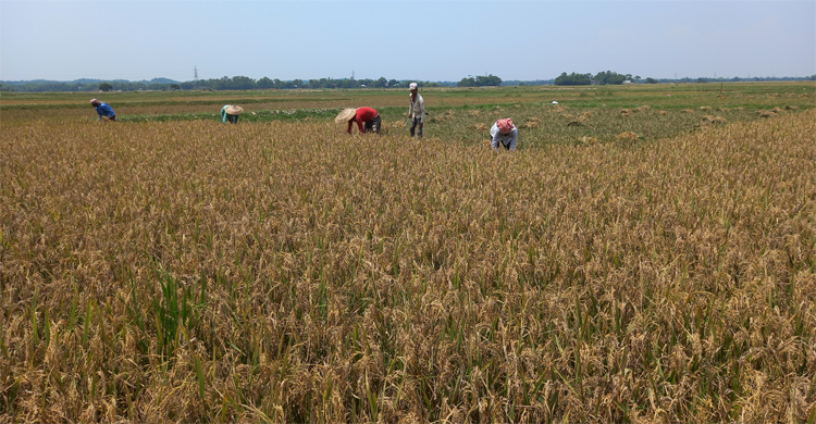 মৌলভীবাজারে হাওরের ধান দ্রুত কাটতে মাইকিং