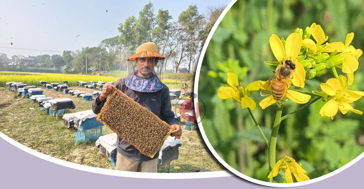 রাজবাড়ীতে মধু সংগ্রহ করে মাসে আয় ৩ লাখ টাকা