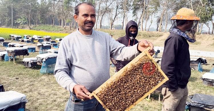 রাজবাড়ী&zwnj;তে মধু সংগ্রহ ক&zwnj;রে মা&zwnj;সে আয় ৩ লাখ টাকা