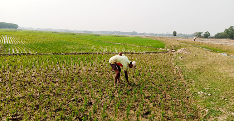 মৌলভীবাজারে পানি সংকটে ৬০ হাজার কৃষক, চাষাবাদ ব্যাহত