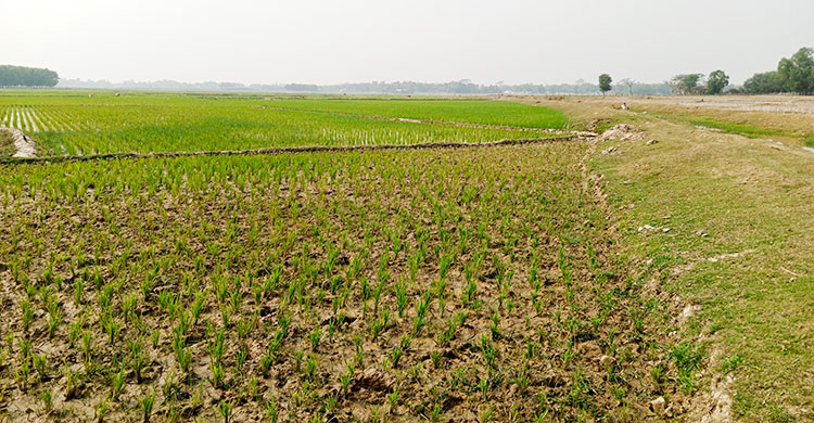 মৌলভীবাজারে পানি সংকটে ৬০ হাজার কৃষক, চাষাবাদ ব্যাহত