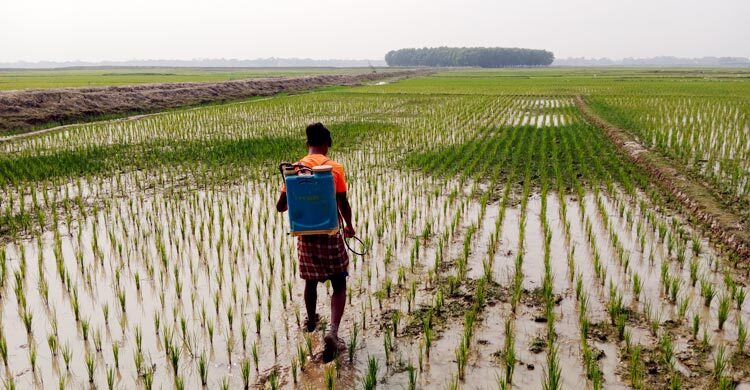 মৌলভীবাজারে বোরো ধানে পোকার আক্রমণ