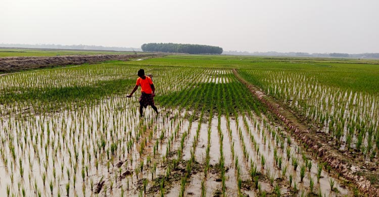 মৌলভীবাজারে বোরো ধানে পোকার আক্রমণ