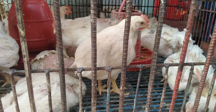 মধ্যবিত্তের নাগালের বাইরে চলে যাচ্ছে পাঙাশ