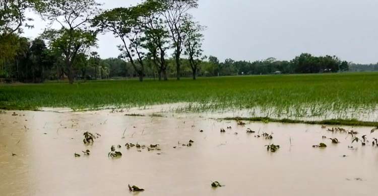 টানাবৃষ্টি-পাহাড়ি ঢলে ৬ গ্রাম প্লাবিত, ডুবে গেছে ফসলি জমি