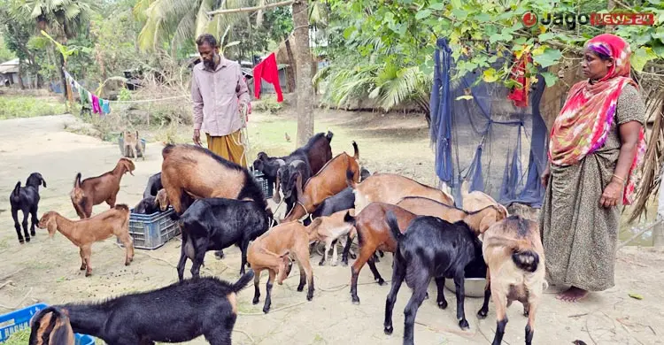 এক ছাগলেই ভাগ্য বদল মমতাজ বেগমের