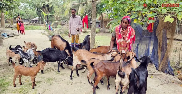 এক ছাগলেই ভাগ্য বদল মমতাজ বেগমের