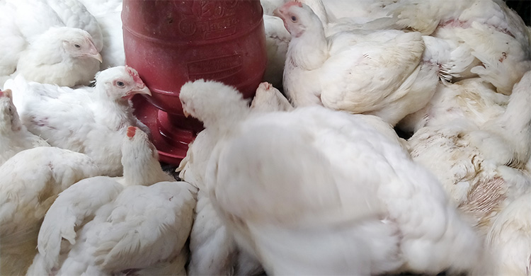 বেড়েছে সবজি-মাছের দাম, কমেছে মুরগির