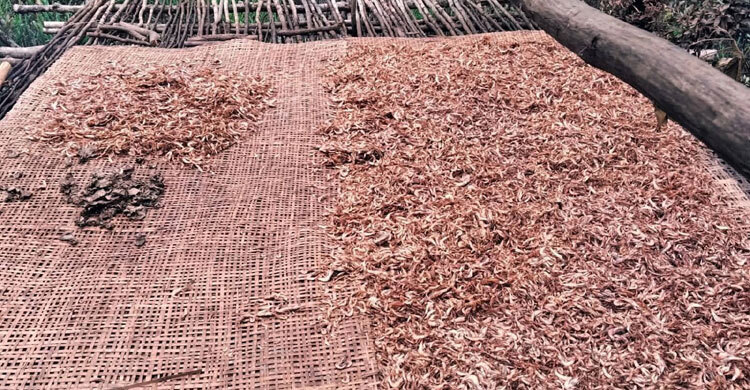 নিষিদ্ধ সময়ে বিষ দিয়ে মাছ ধরে আগুনে পুড়িয়ে শুঁটকি