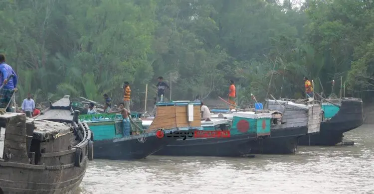 সুন্দরবনে ৫ বছরে মধু আহরণ কমেছে ৬০ শতাংশ
