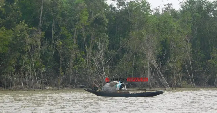 সুন্দরবনে ৫ বছরে মধু আহরণ কমেছে ৬০ শতাংশ