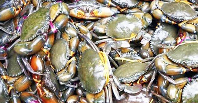 সুন্দরবনে কাঁকড়া ধরায় নিষেধাজ্ঞা