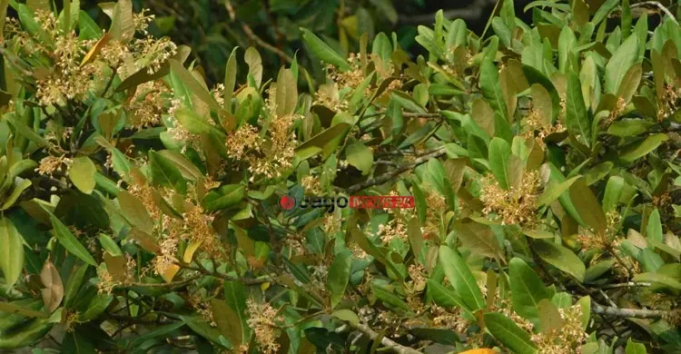 সুন্দরবনে ৫ বছরে মধু আহরণ কমেছে ৬০ শতাংশ
