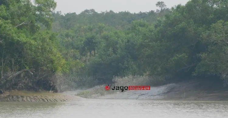 সুন্দরবনে ৫ বছরে মধু আহরণ কমেছে ৬০ শতাংশ