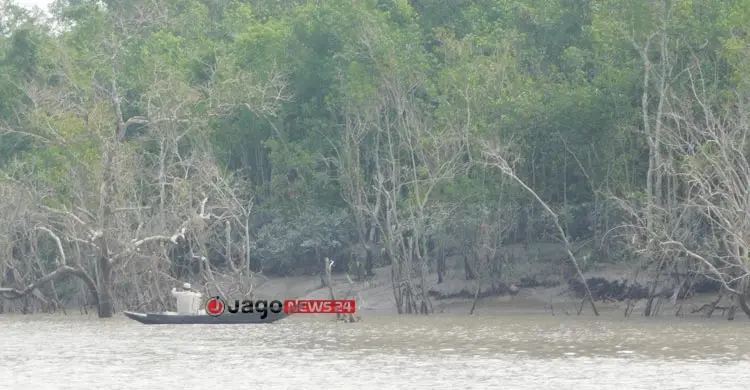 সুন্দরবনে ৫ বছরে মধু আহরণ কমেছে ৬০ শতাংশ