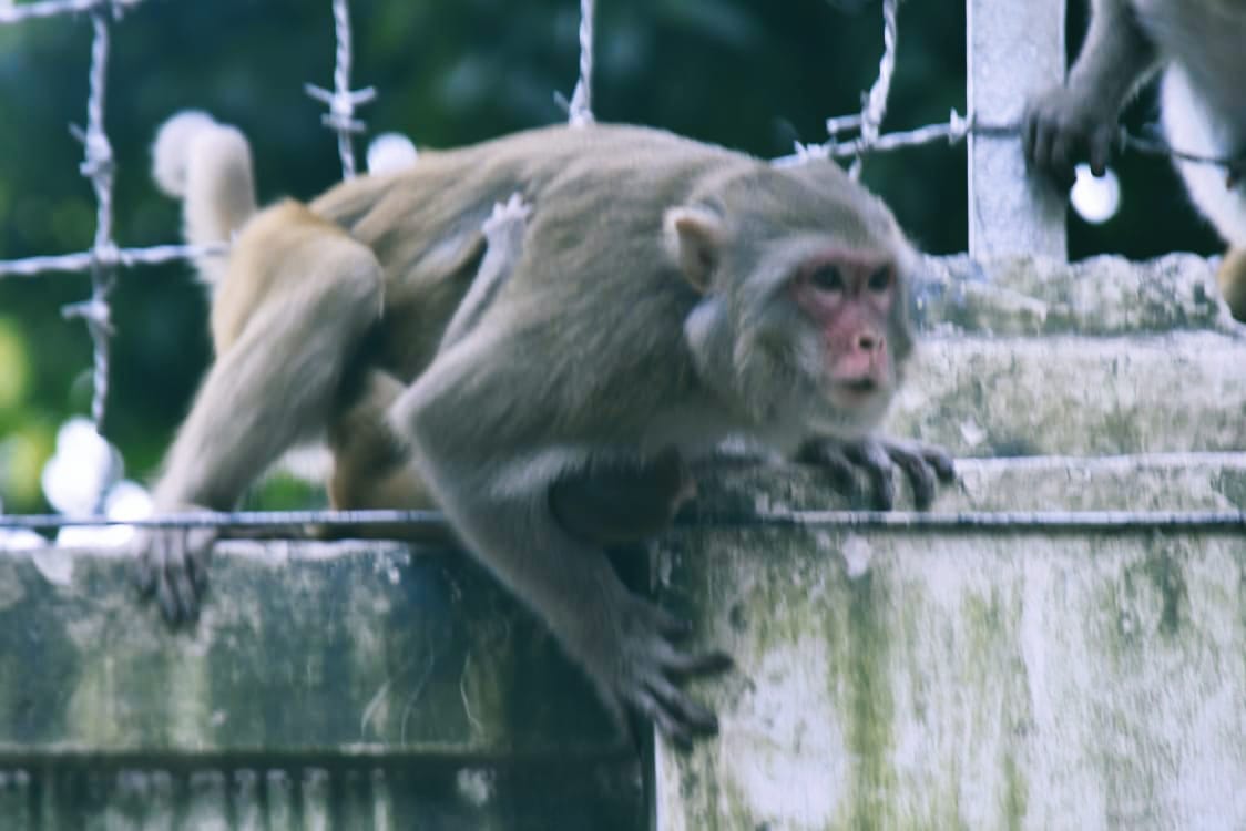 শহরের দেয়ালে বনের গল্প