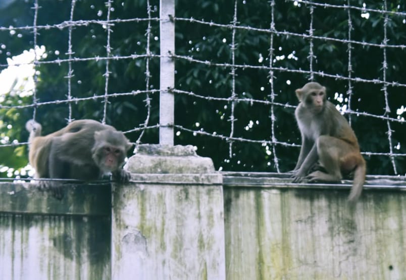 শহরের দেয়ালে বনের গল্প