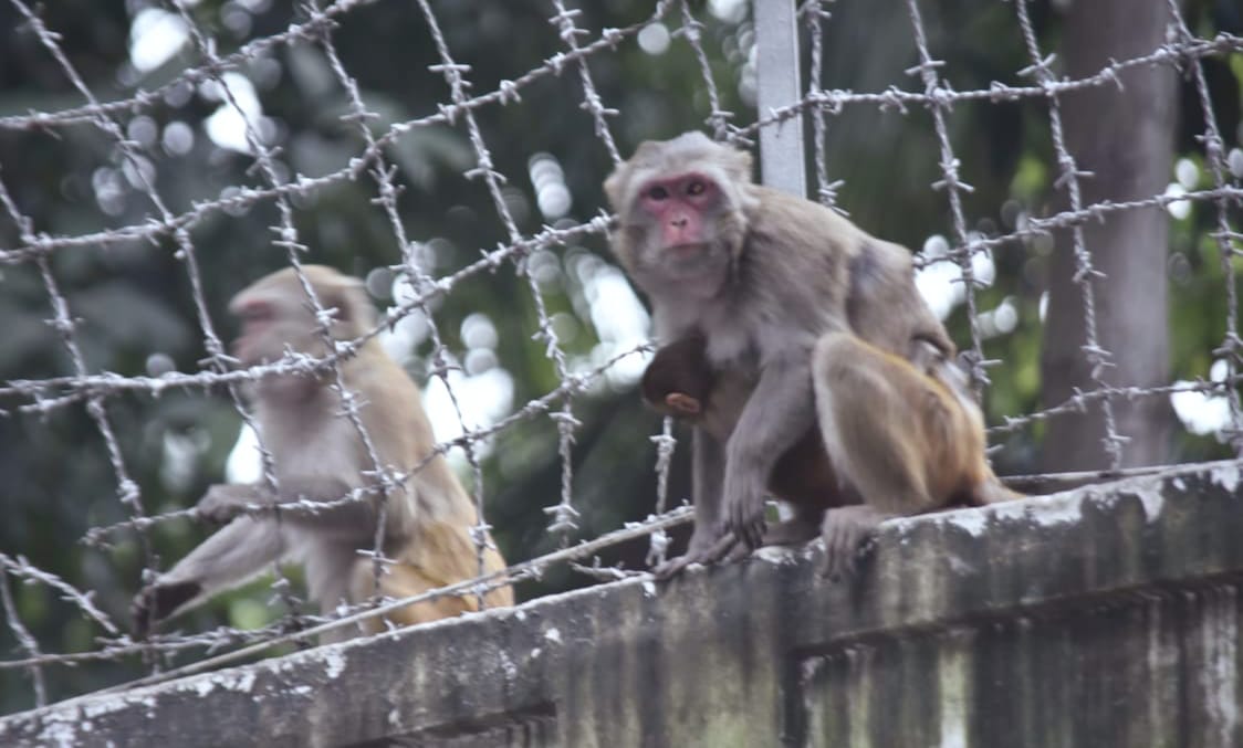 শহরের দেয়ালে বনের গল্প