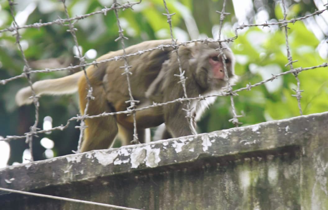 শহরের দেয়ালে বনের গল্প