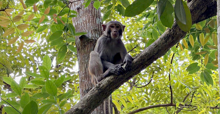 খাবার সংকটে বানর, বসতবাড়িতে দিচ্ছে হানা