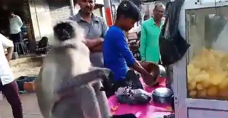 বানরের পানিপুরি খাওয়ার ভিডিও ভাইরাল