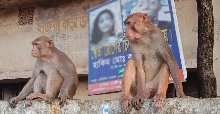 খাবারের সন্ধানে লোকালয়ে বানর