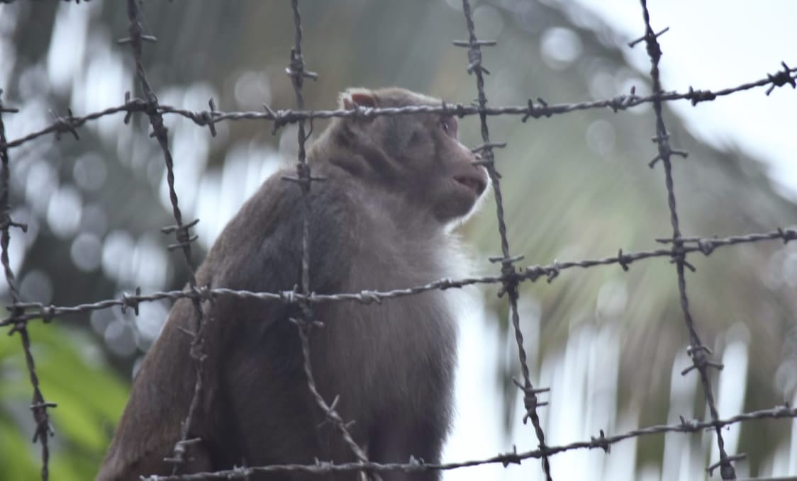 শহরের দেয়ালে বনের গল্প