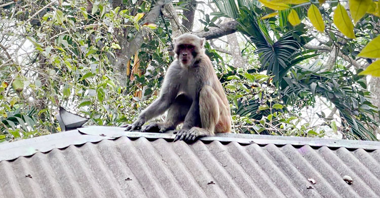 খাবার সংকটে বানর, বসতবাড়িতে দিচ্ছে হানা