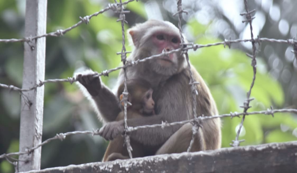 শহরের দেয়ালে বনের গল্প
